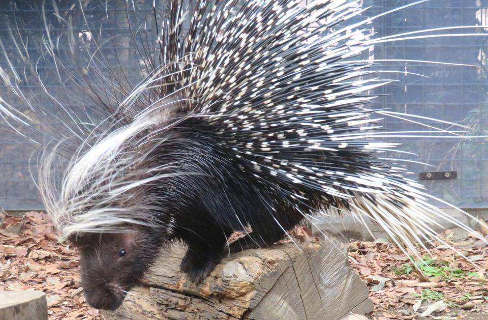 ヤマアラシ⓪.jpg