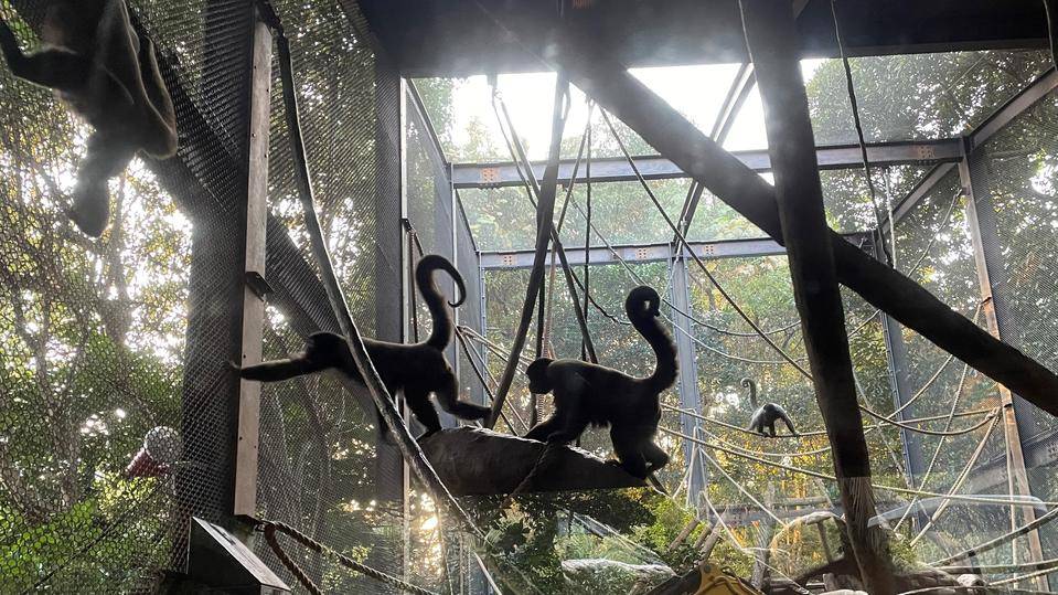 ウーリーモンキー6 (2).jpg