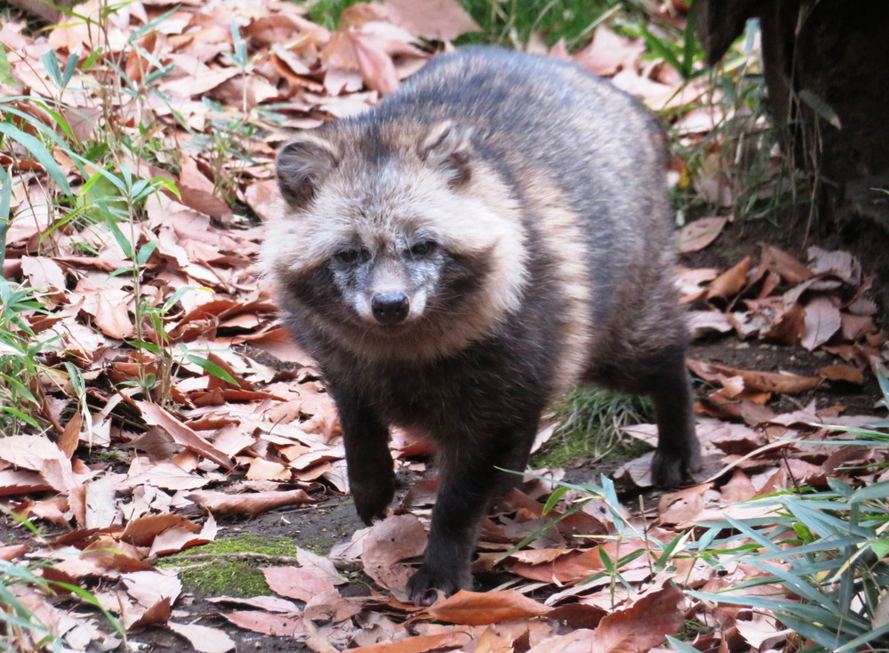 好きスポット②|飼育日誌｜ブログ|よこはま動物園ズーラシア公式