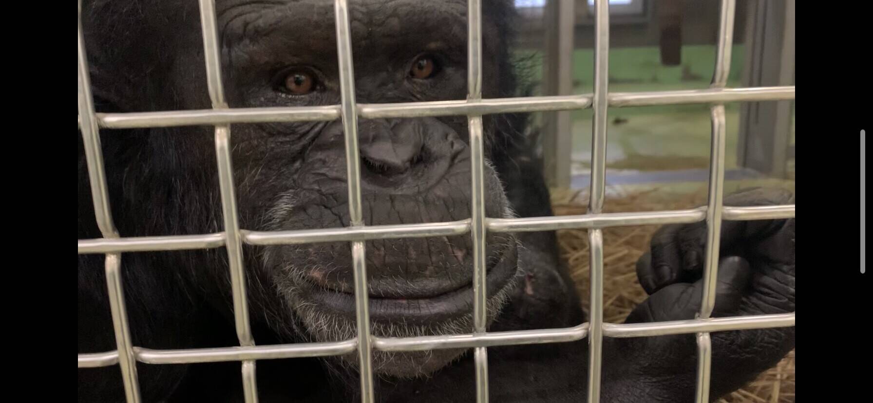 大あくび チンパンジーの森日記 よこはま動物園ズーラシア公式サイト 公益財団法人 横浜市緑の協会 大あくび チンパンジーの森日記 よこはま動物園ズーラシア公式サイト 公益財団法人 横浜市緑の協会
