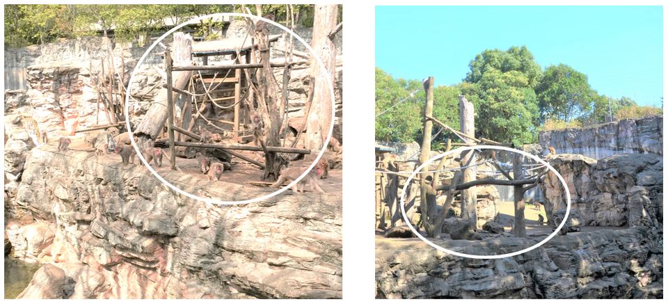 ‼ ニホンザル展示場 リニューアルしました ‼3.png