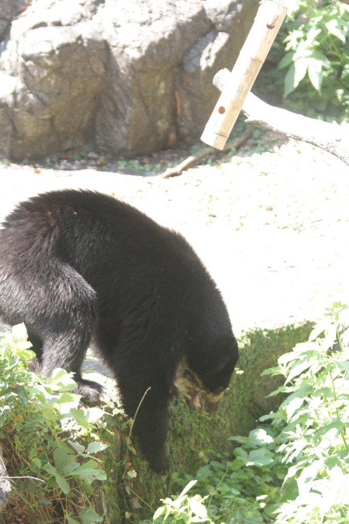 落ちた餌を探しに行こうする雪雄