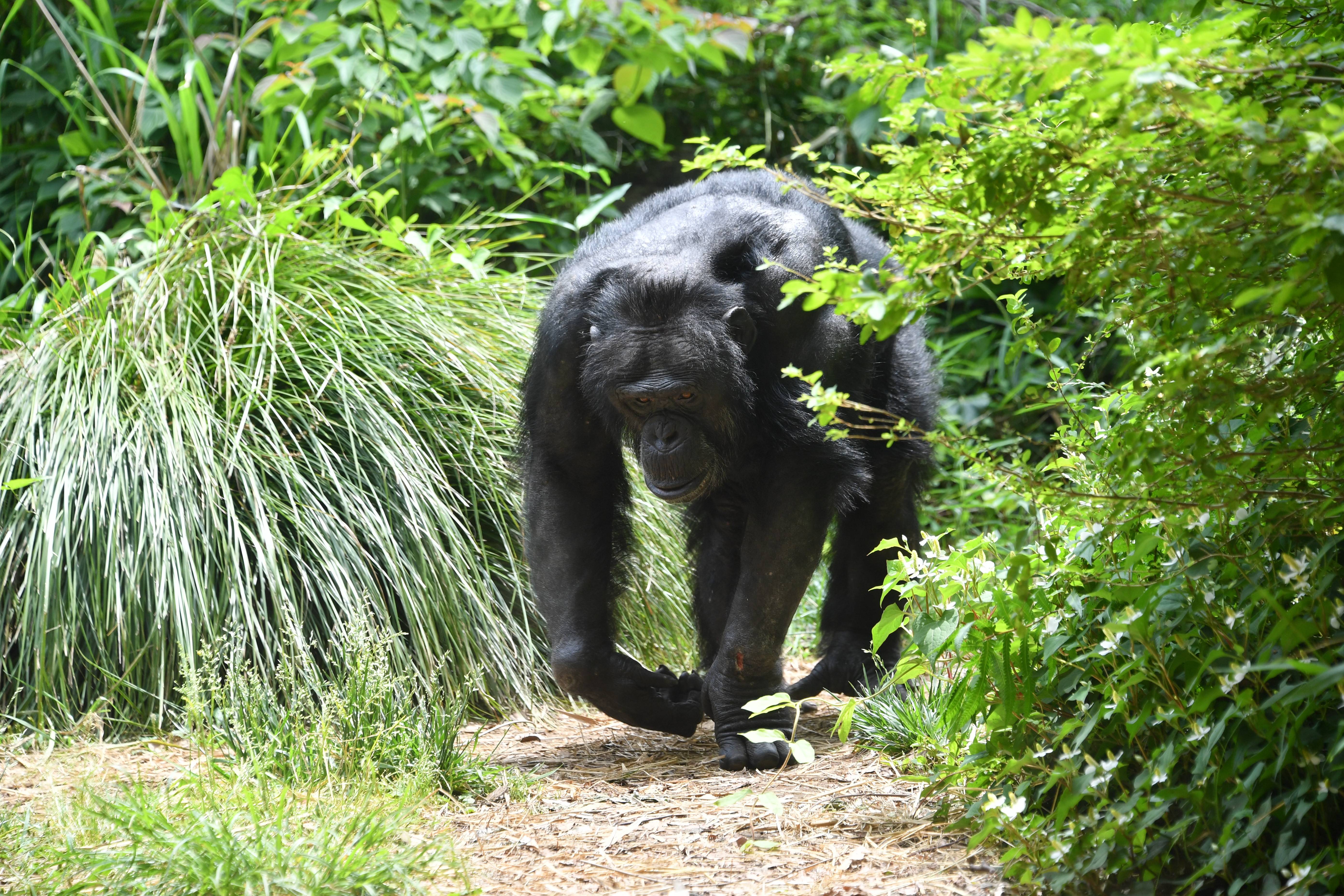 チンパンジーのあれこれ オスとメスの順位の差 チンパンジーの森日記 よこはま動物園ズーラシア公式サイト 公益財団法人 横浜市緑の協会