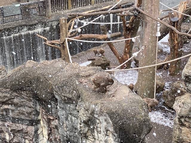 雪のニホンザル.jpg