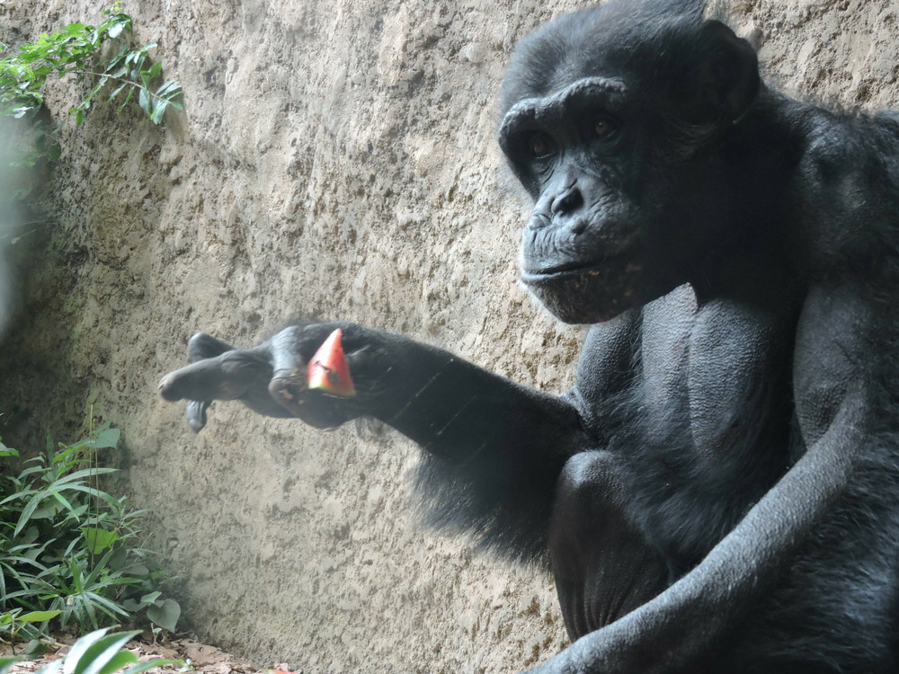 7月のお祭り 後編 チンパンジーの森日記 よこはま動物園ズーラシア公式サイト 公益財団法人 横浜市緑の協会