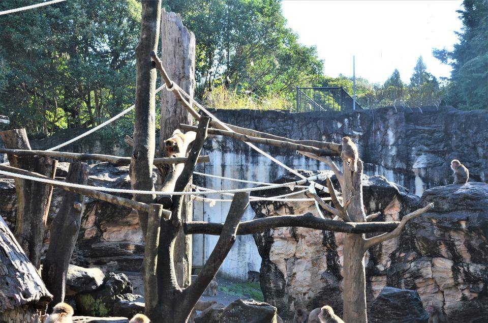 ‼ ニホンザル展示場 リニューアルしました ‼5.jpg