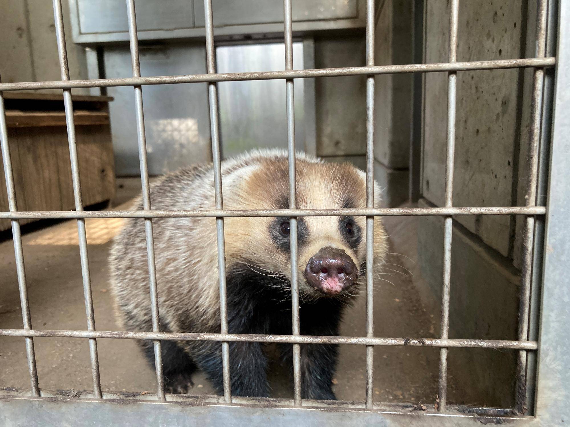 よく動くアナグマたち 飼育日誌 よこはま動物園ズーラシア公式サイト 公益財団法人 横浜市緑の協会 よく動くアナグマたち 飼育日誌 よこはま動物園ズーラシア公式サイト 公益財団法人 横浜市緑の協会