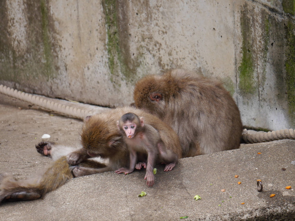 ニンジン (2).jpg