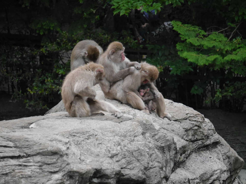 サルだかり (2).jpg