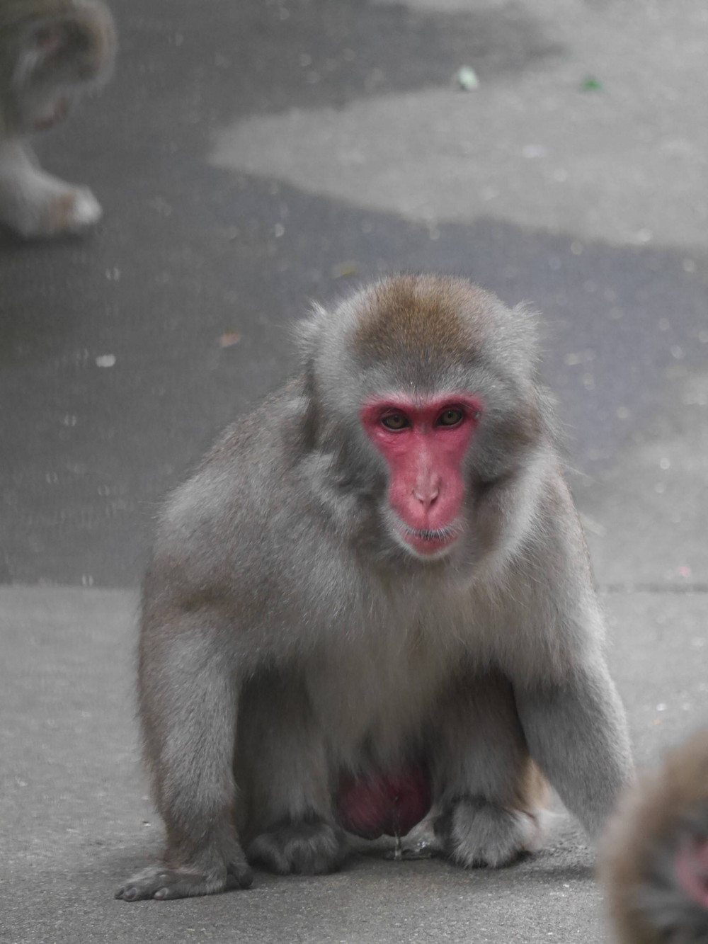 ♡恋の季節♡～オスの場合～ 飼育日誌｜ブログ よこはま動物園