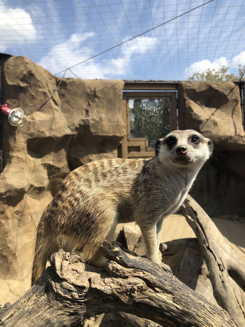 ミーアとススキ アフリカのサバンナ ズーラシア よこはま動物園ズーラシア公式サイト 公益財団法人 横浜市緑の協会 ミーアとススキ アフリカのサバンナ ズーラシア よこはま動物園ズーラシア公式サイト 公益財団法人 横浜市緑の協会