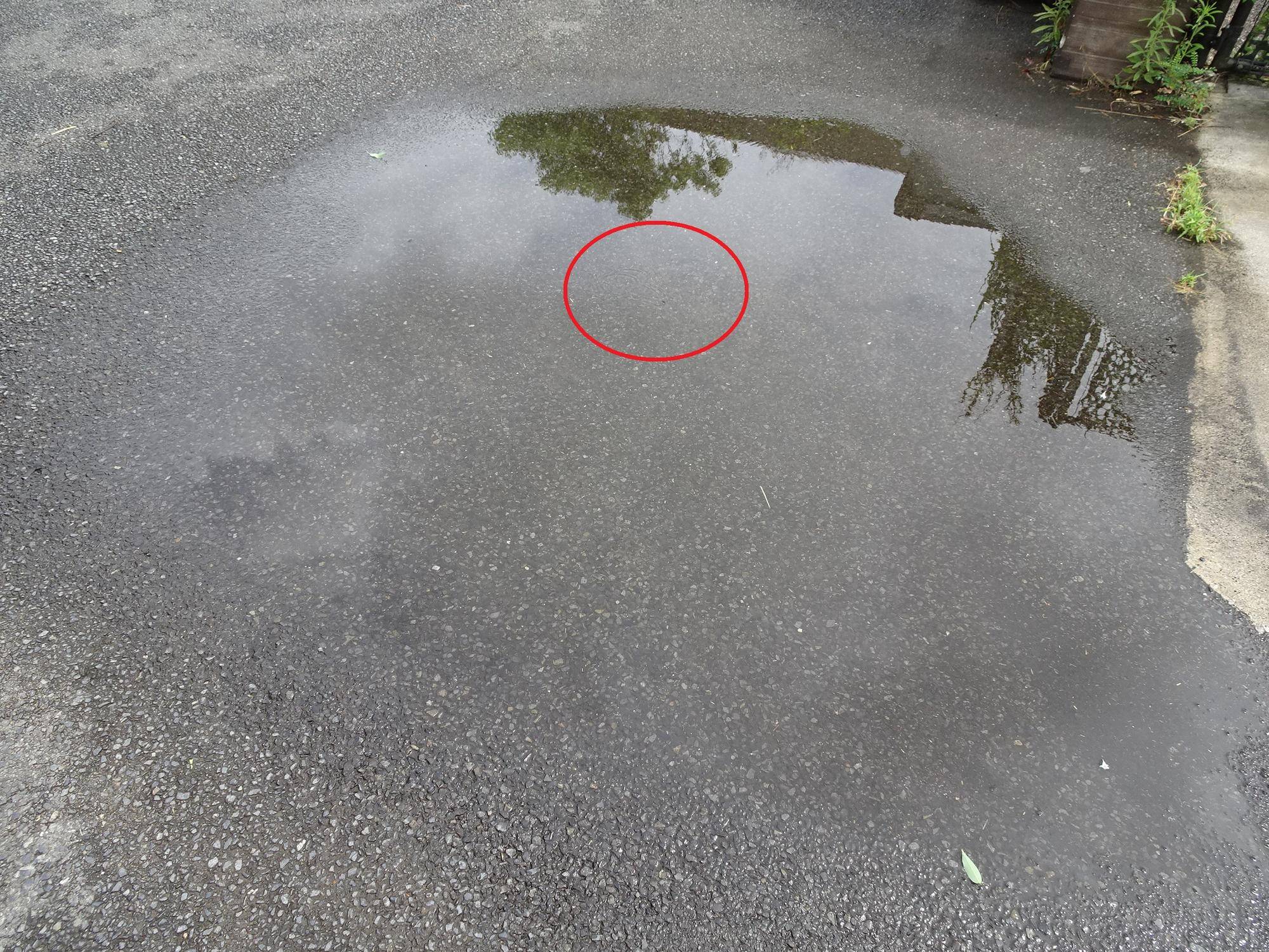 雨上がりの水たまりに ズーラシア春夏秋冬 よこはま動物園ズーラシア公式サイト 公益財団法人 横浜市緑の協会 雨上がりの水たまりに ズーラシア春夏秋冬 よこはま動物園ズーラシア公式サイト 公益財団法人 横浜市緑の協会