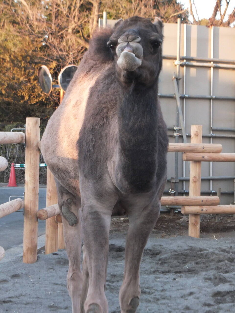 ピノの 1 3生 その ズーラシア編 アフリカのサバンナ ズーラシア よこはま動物園ズーラシア公式サイト 公益財団法人 横浜市緑の協会
