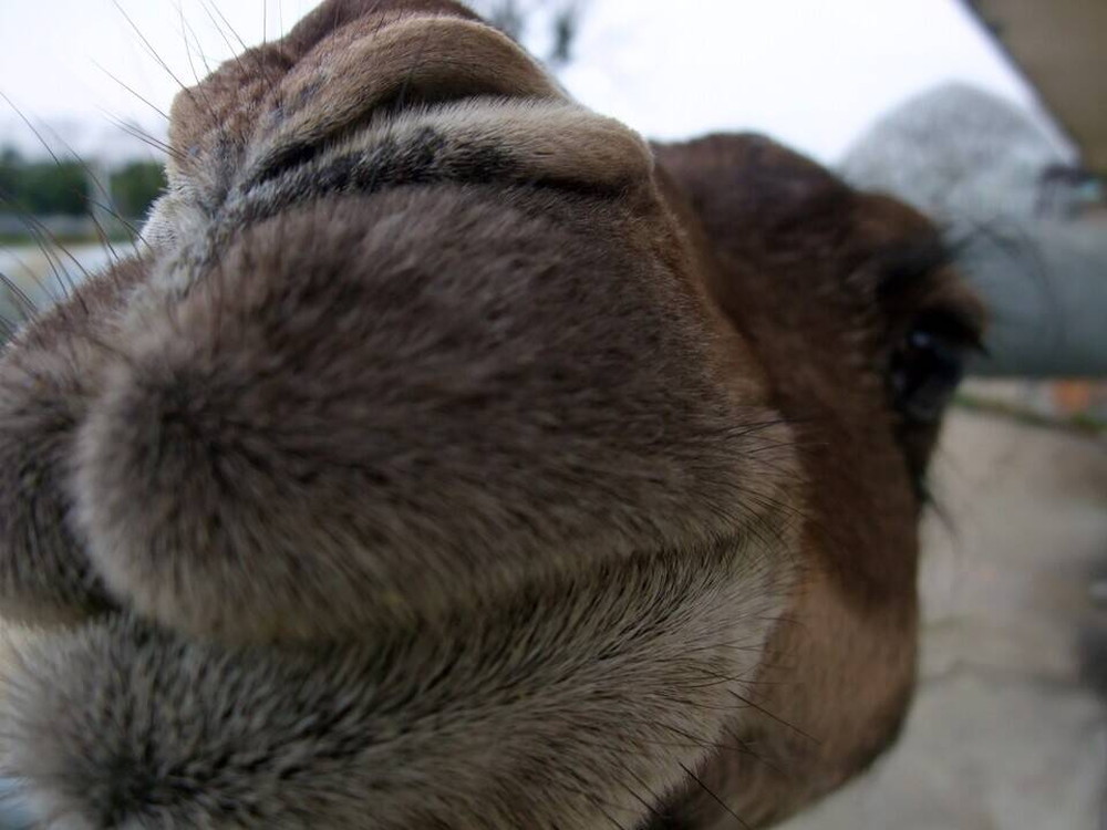 20202【ｻﾊﾞﾝﾅﾌﾞﾛｸﾞ】ピノの1/3生