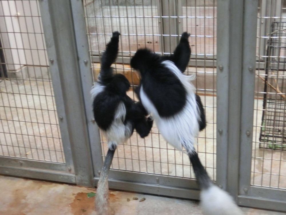 【アフリカのサバンナ】201805011歳になりました!! (3).jpg