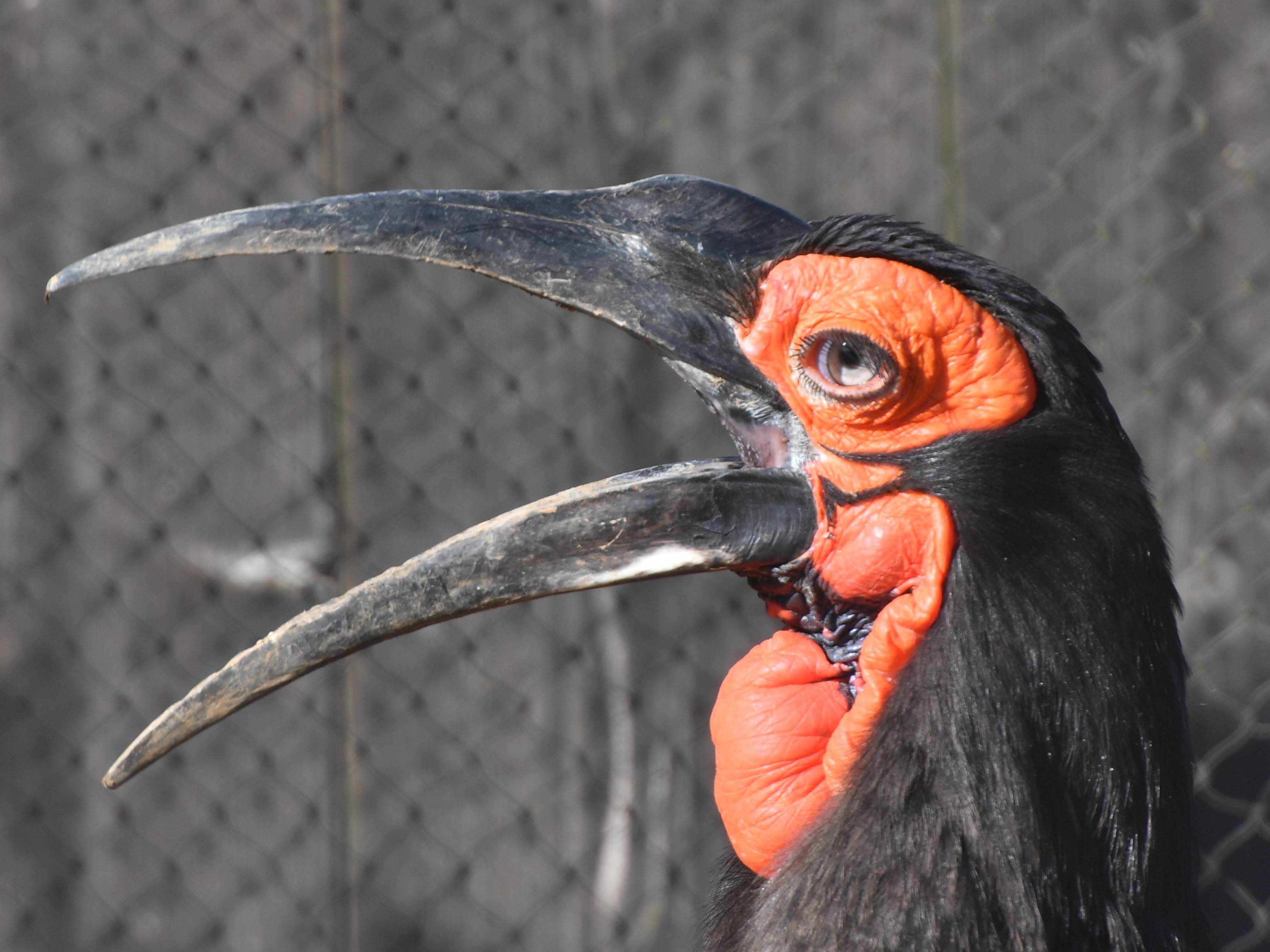 目を守る第三のまぶた アフリカのサバンナ ズーラシア よこはま動物園ズーラシア公式サイト 公益財団法人 横浜市緑の協会 目を守る第三のまぶた アフリカのサバンナ ズーラシア よこはま動物園ズーラシア公式サイト 公益財団法人 横浜市緑の協会