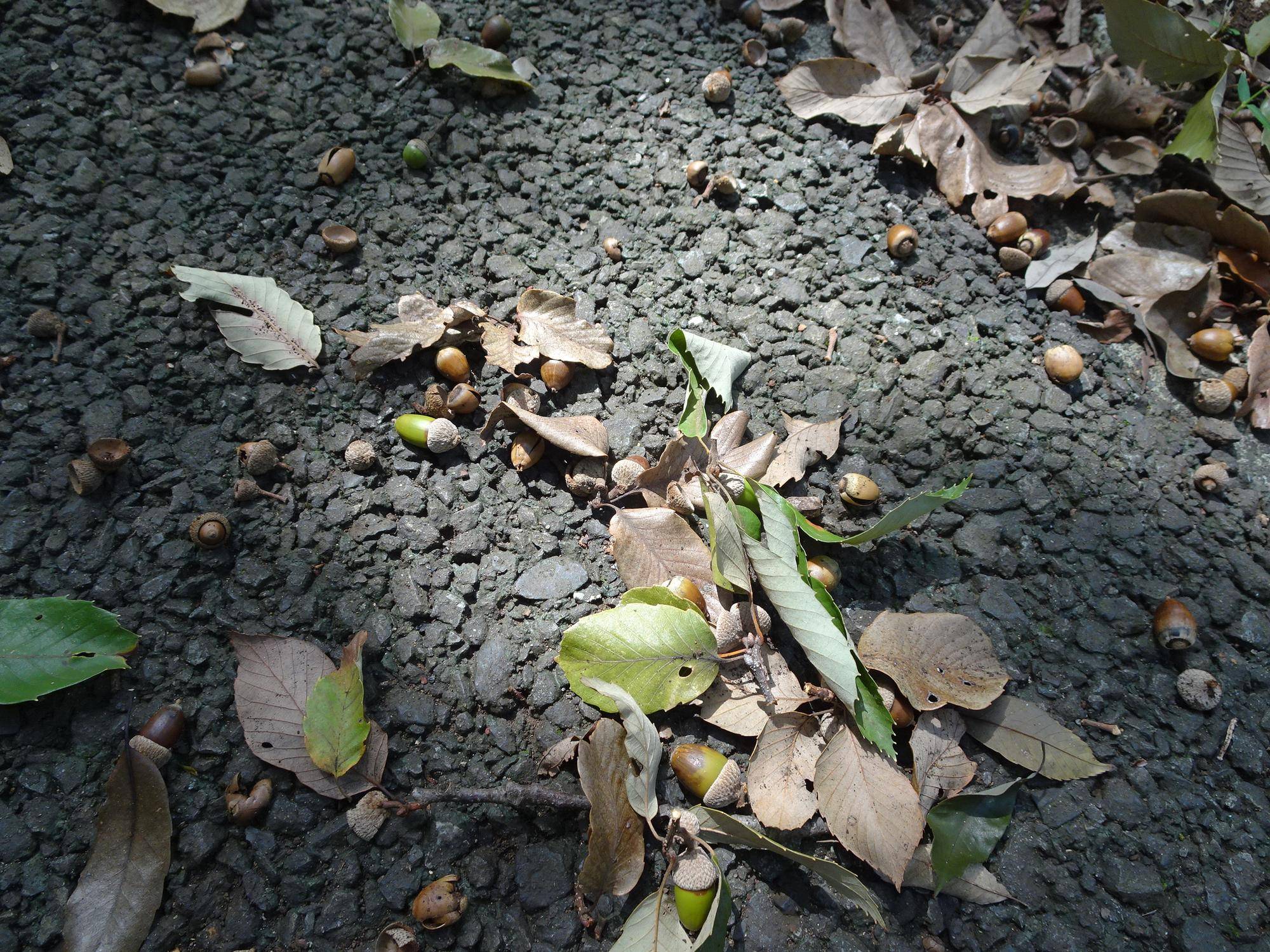ドングリ.jpg