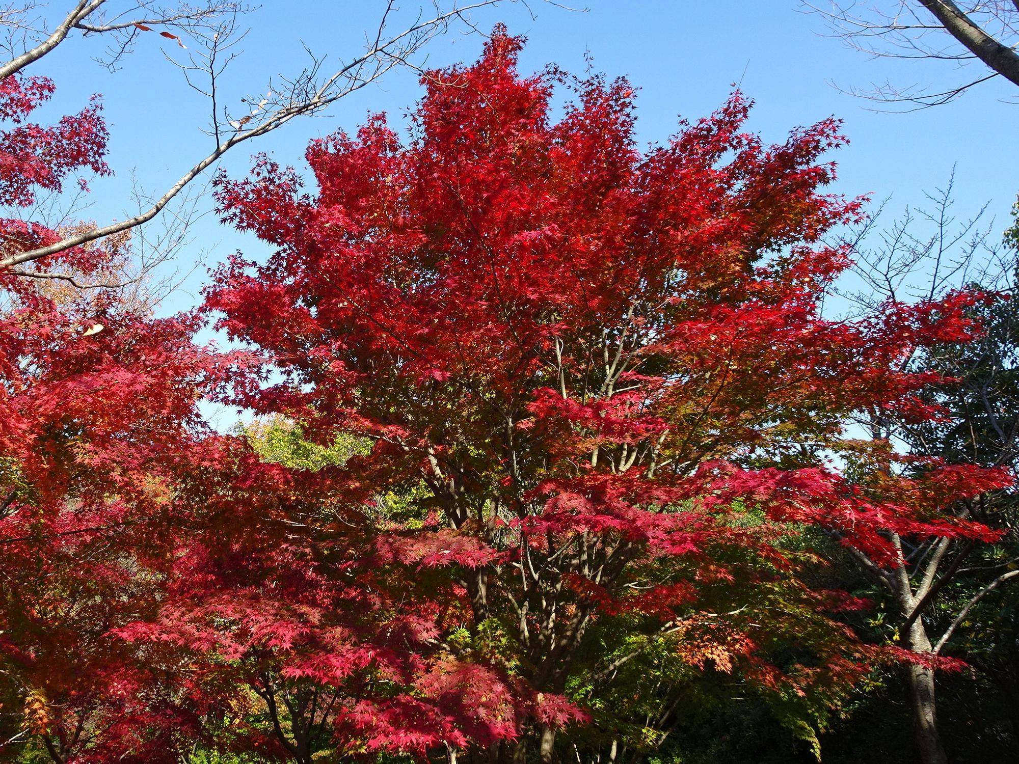 モミジ1.jpg