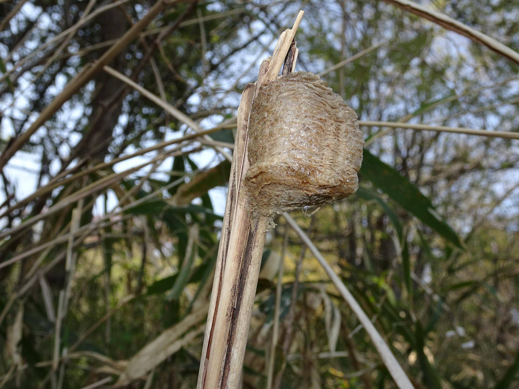 オオカマキリの卵.jpg