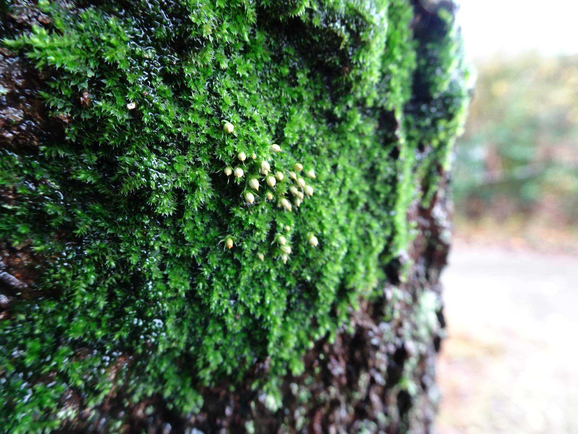 コケの仲間.jpg