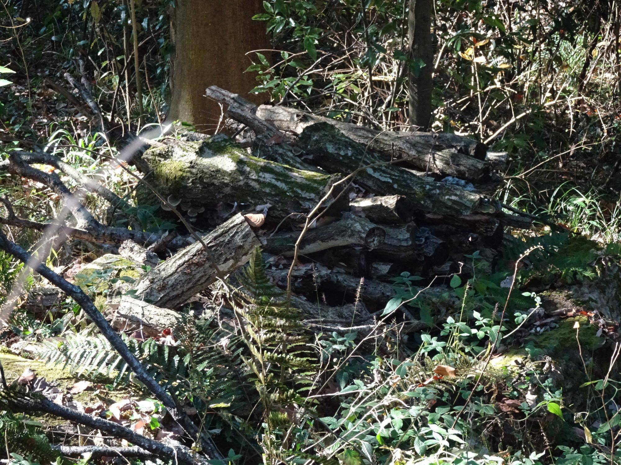 倒木は昆虫の越冬場所.jpg