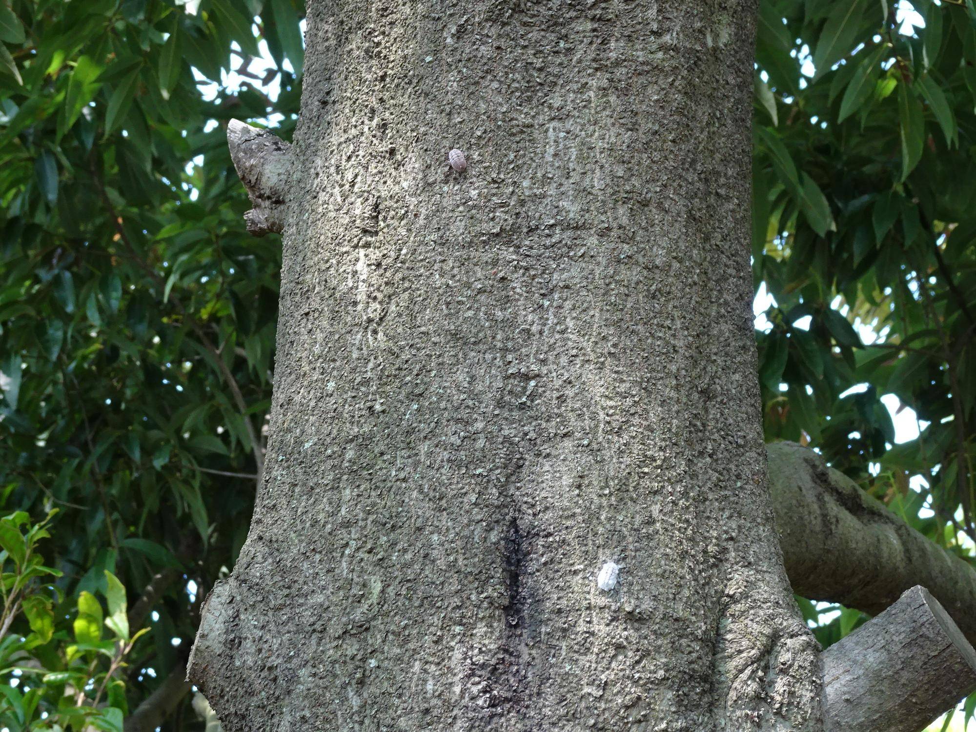 みんなつながっている！ オオワラジカイガラムシ編