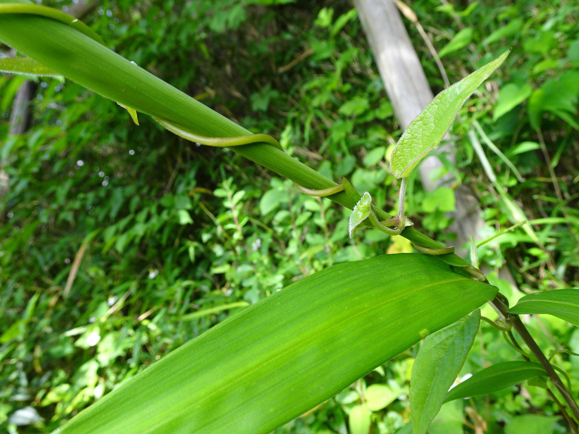 ツル植物に巻きつかれたササ.jpg