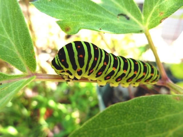 キアゲハ幼虫.jpg