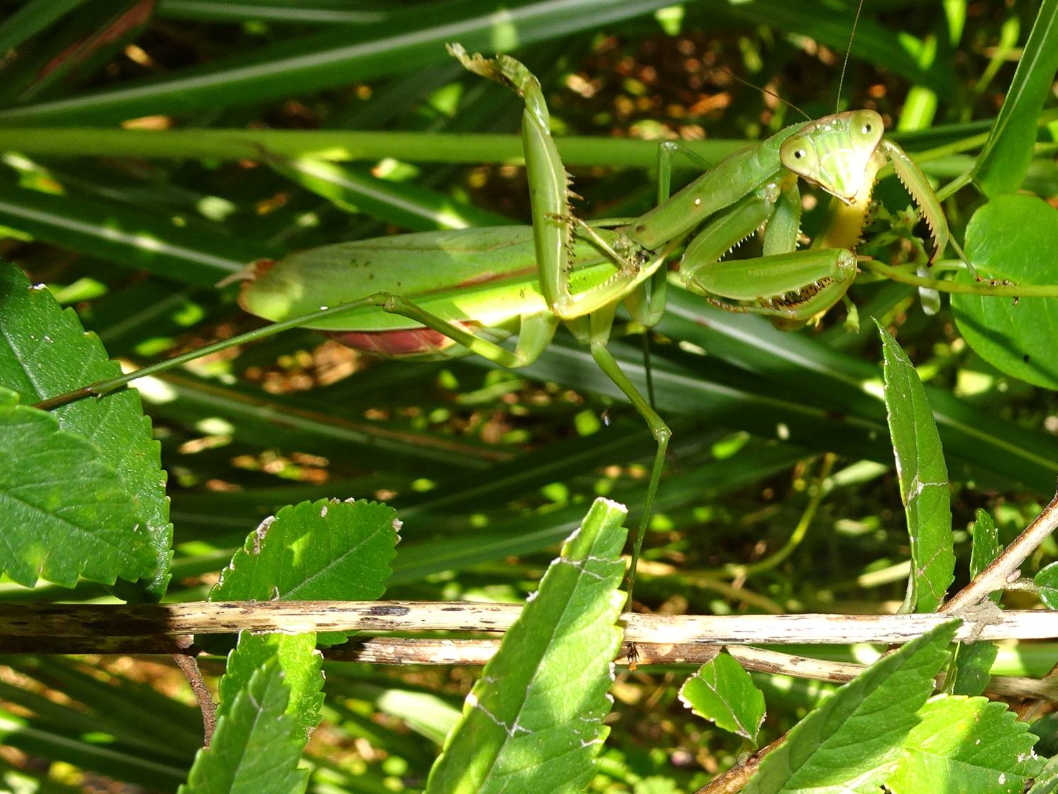 オオカマキリ3.jpg