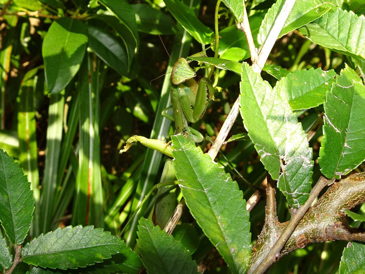 オオカマキリ2.jpg