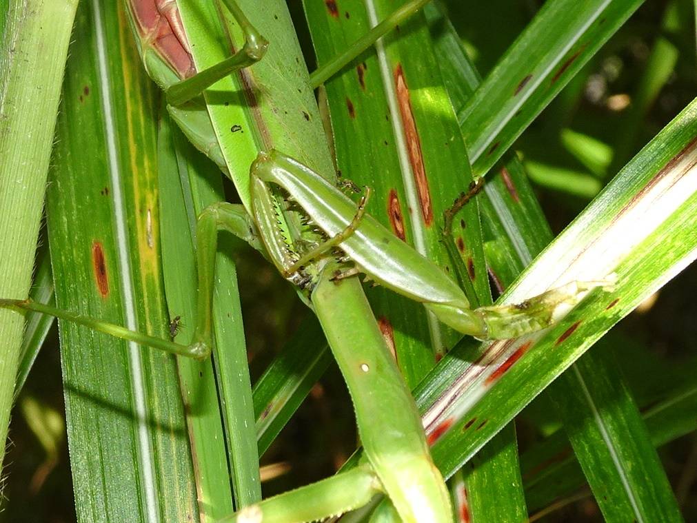 オオカマキリ4.jpg
