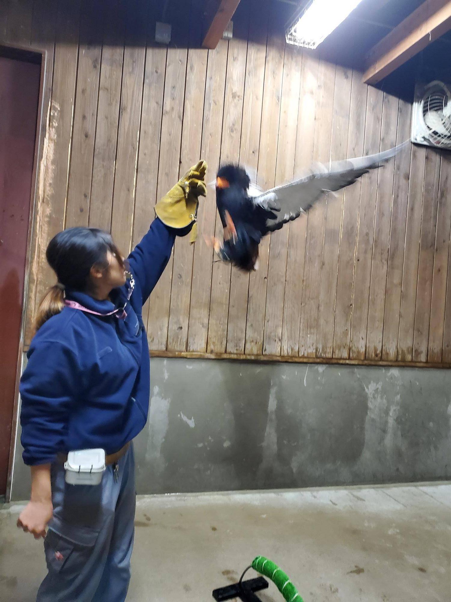 ダルマワシ　ジャンプ