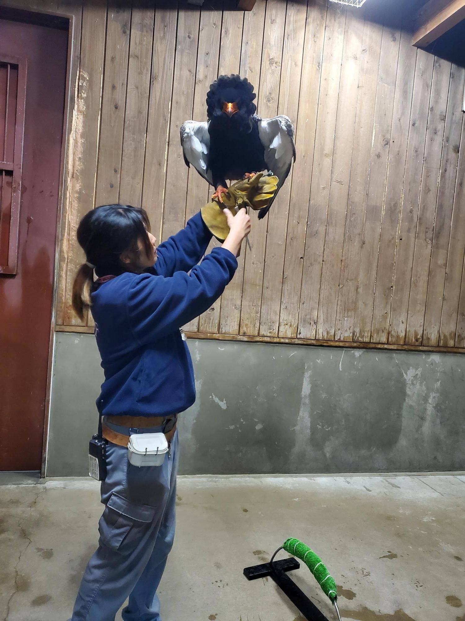 ダルマワシ　ジャンプ後