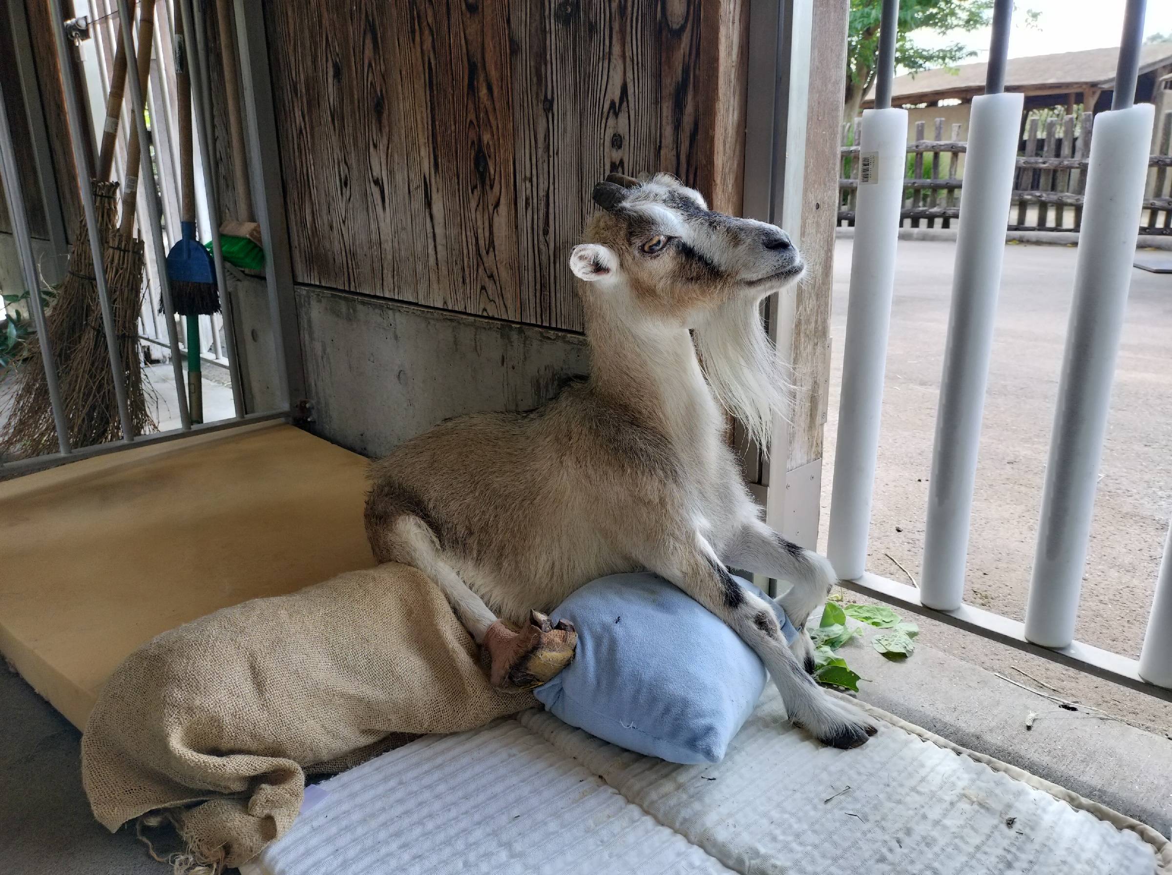 外を眺めるララ.jpg
