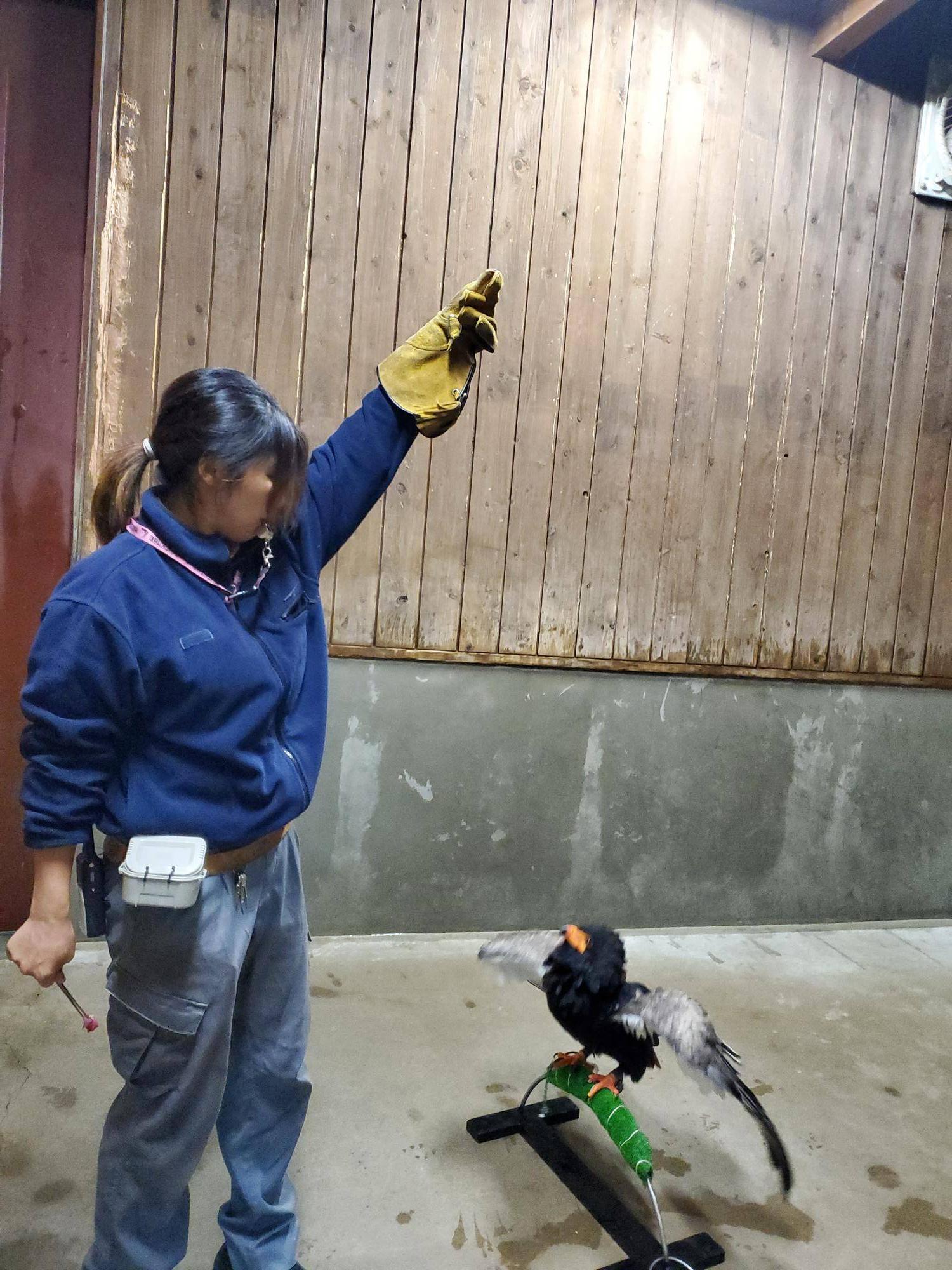 ダルマワシ　ジャンプ前