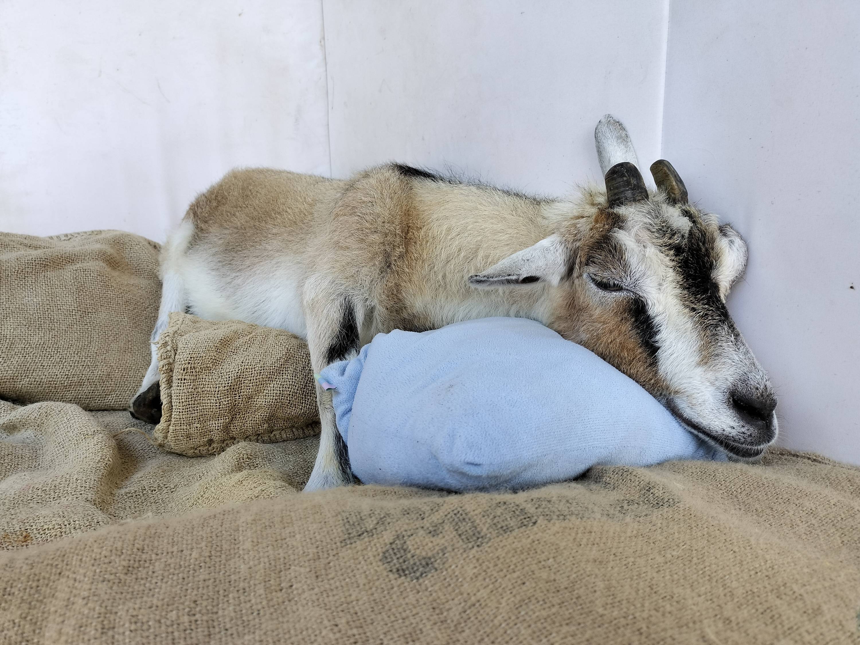 クッションで眠るララ.jpg