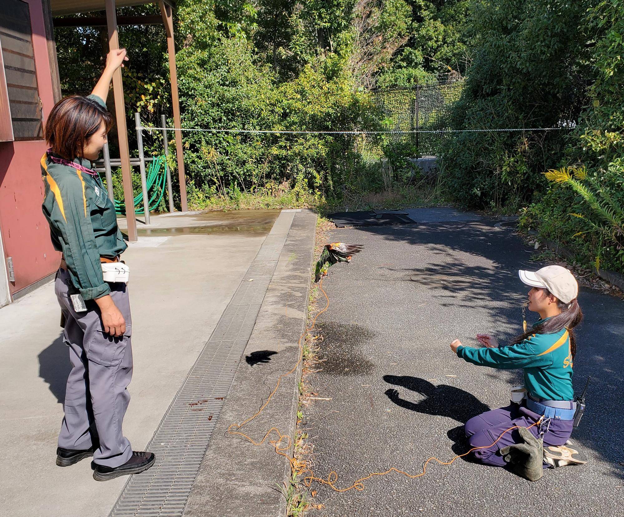 エール　トレーニング