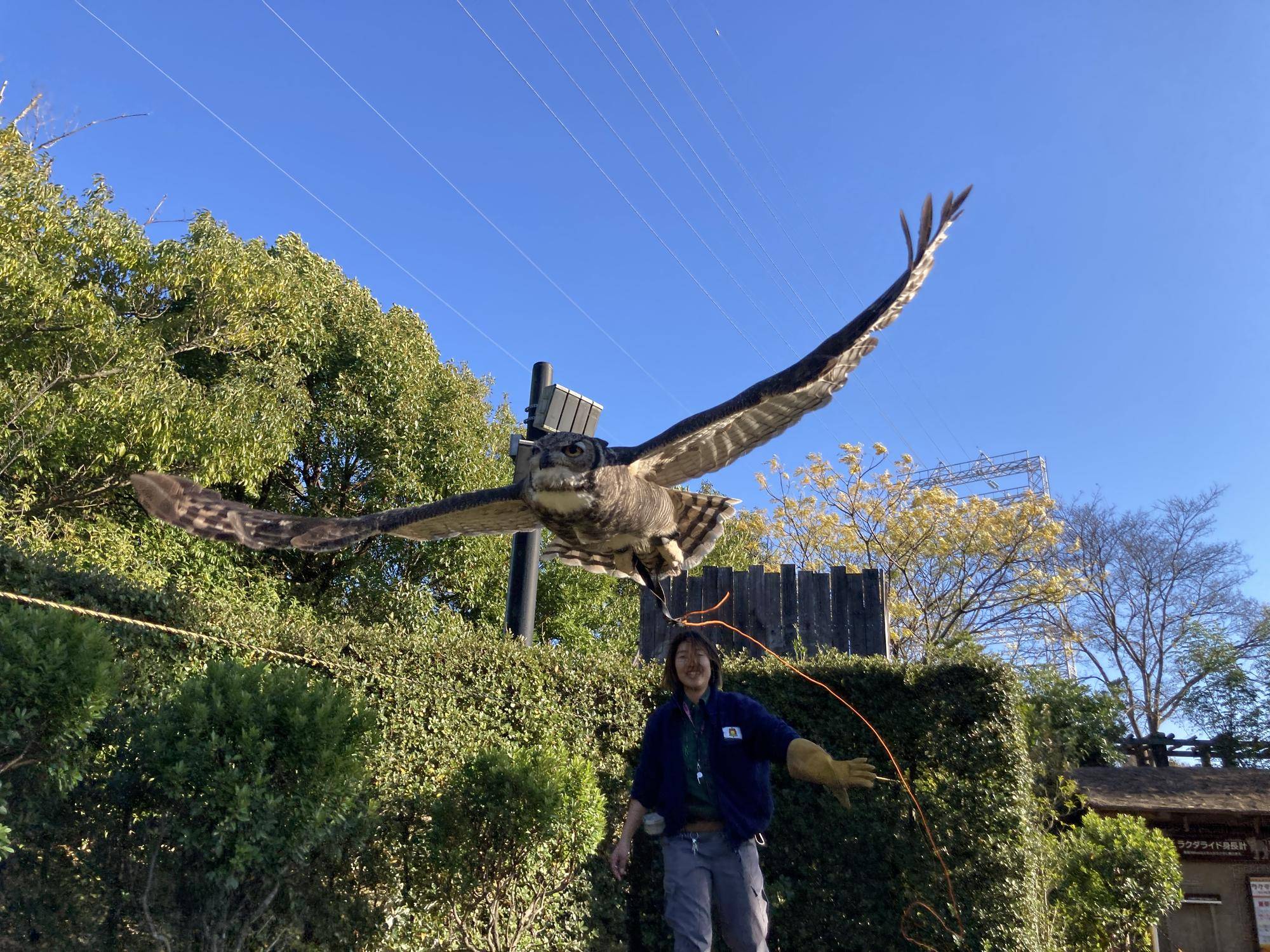ミミズクフライト④