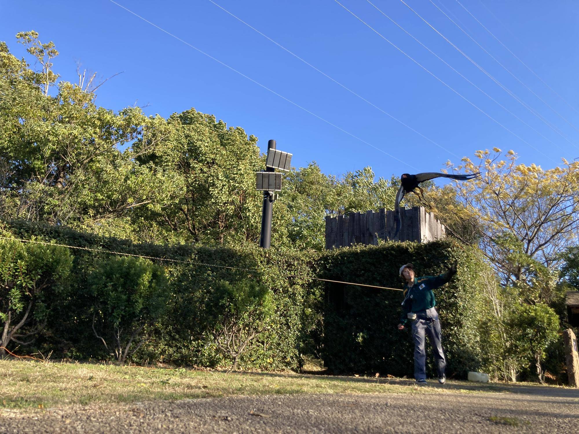 ダルマワシフライト②