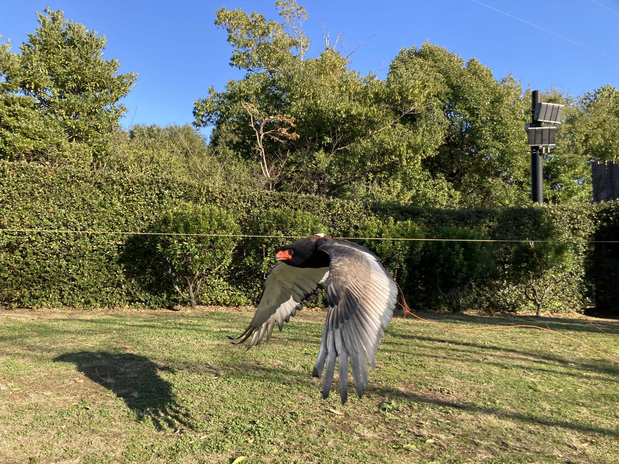 ダルマワシフライト④