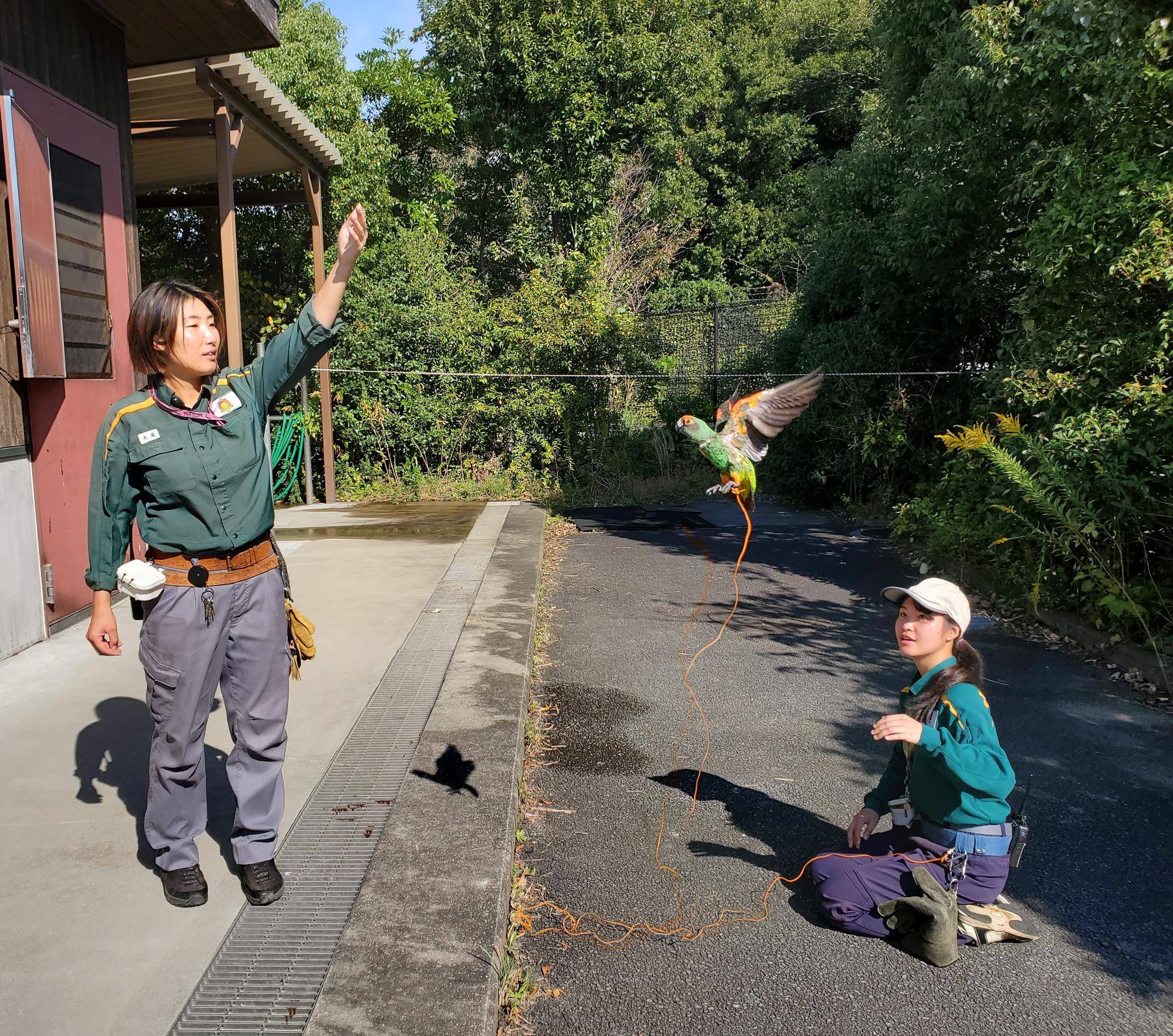 エール　トレーニング