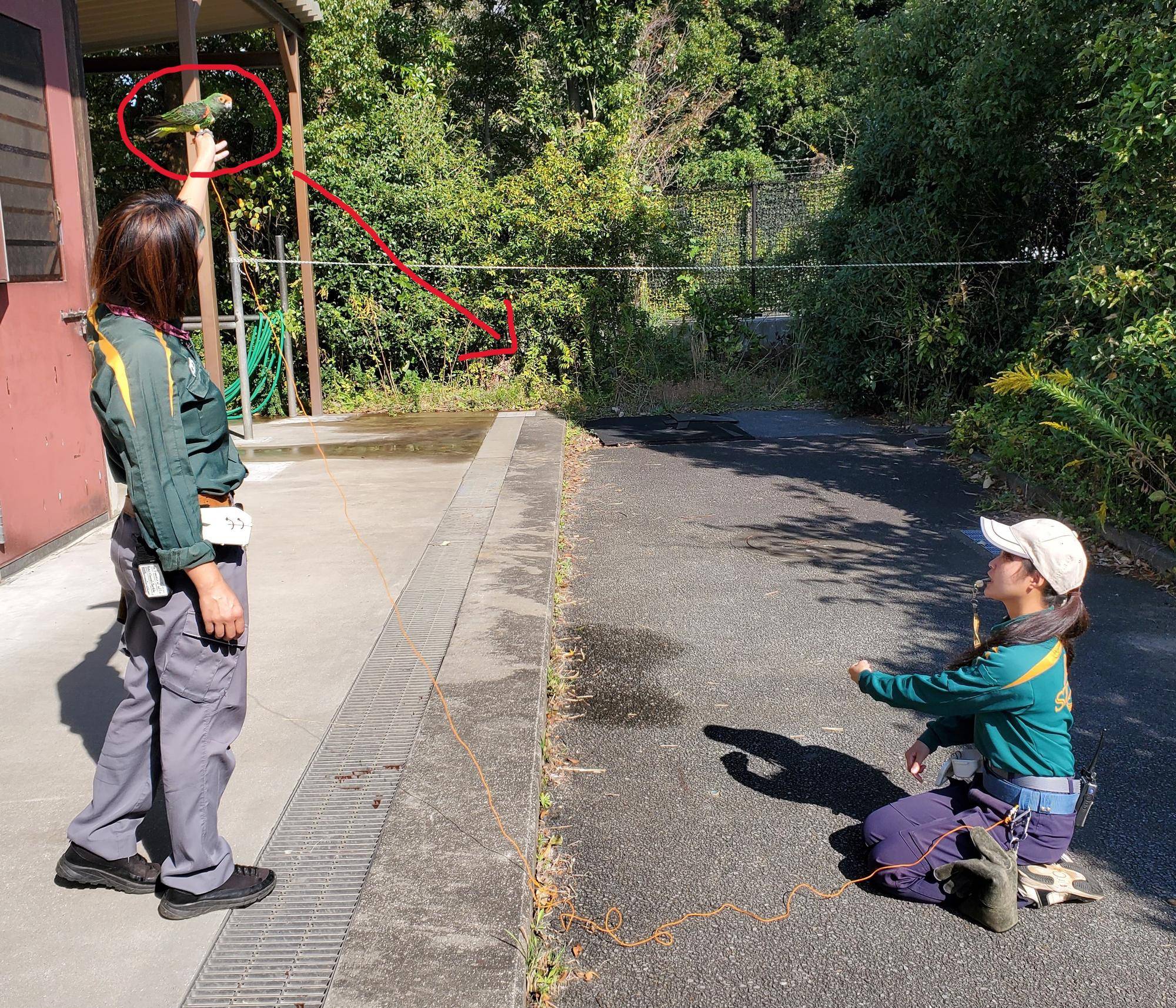 エール　トレーニング