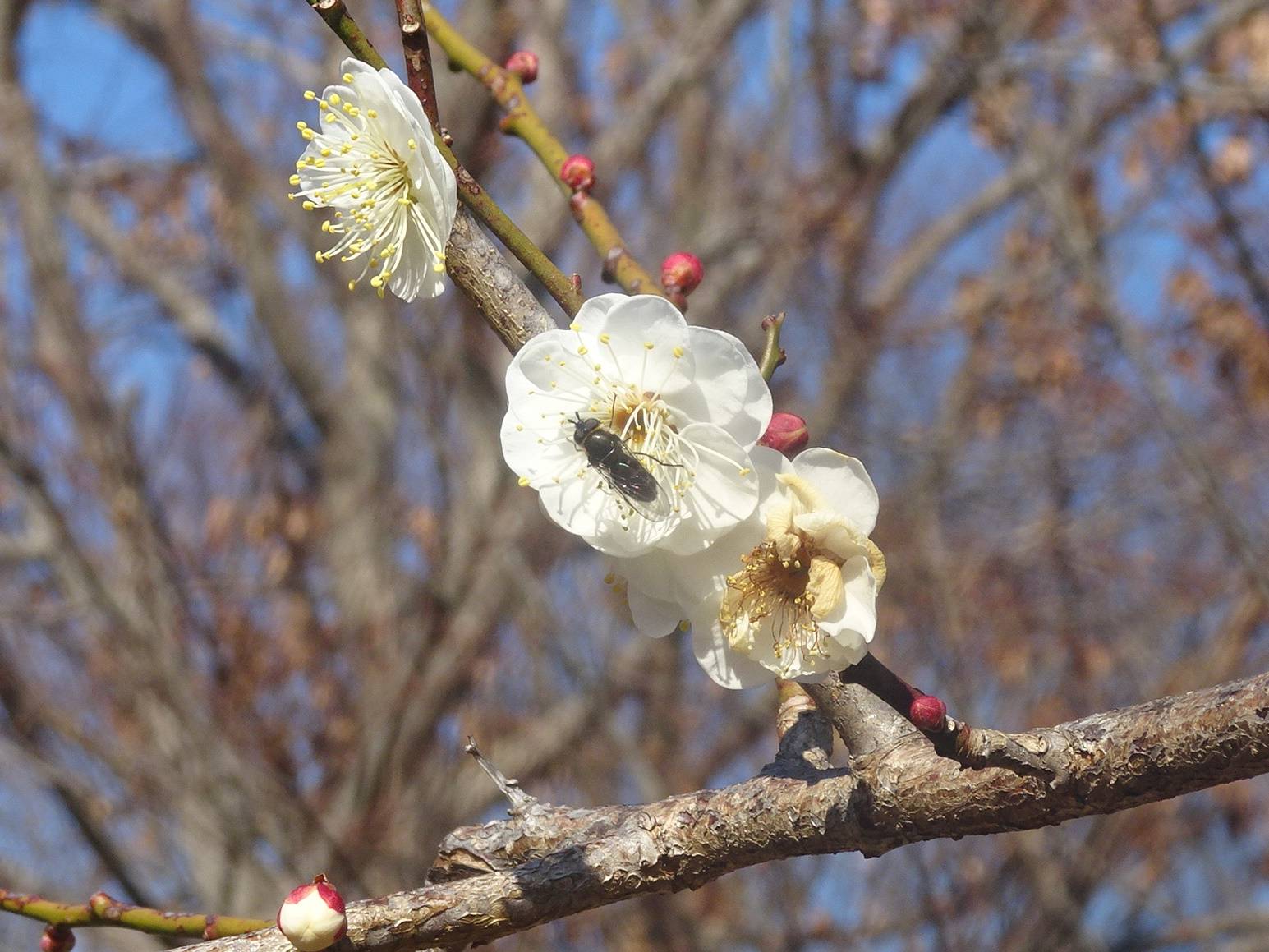 ウメの花と昆虫.jpg
