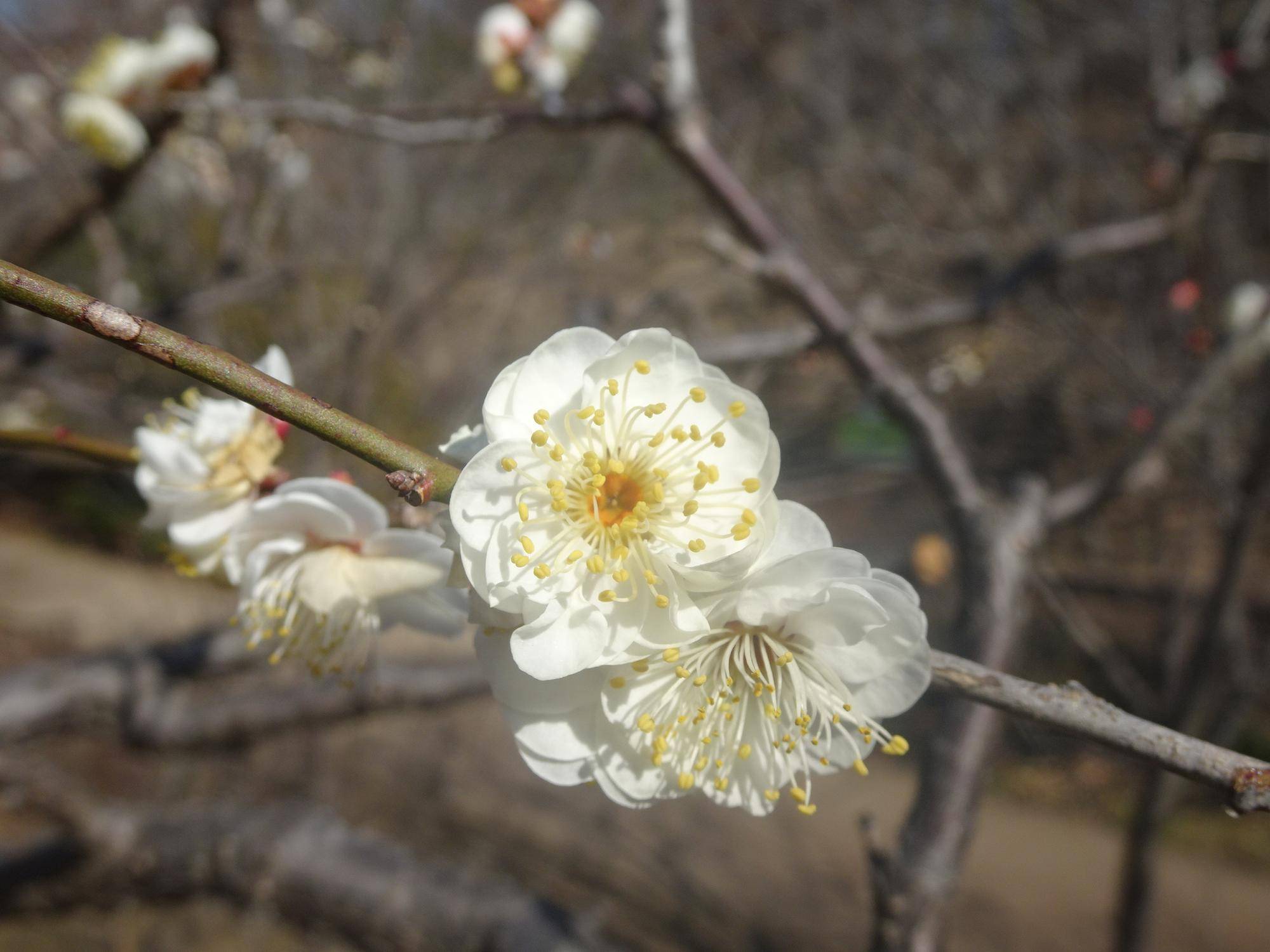 ウメ4.jpg