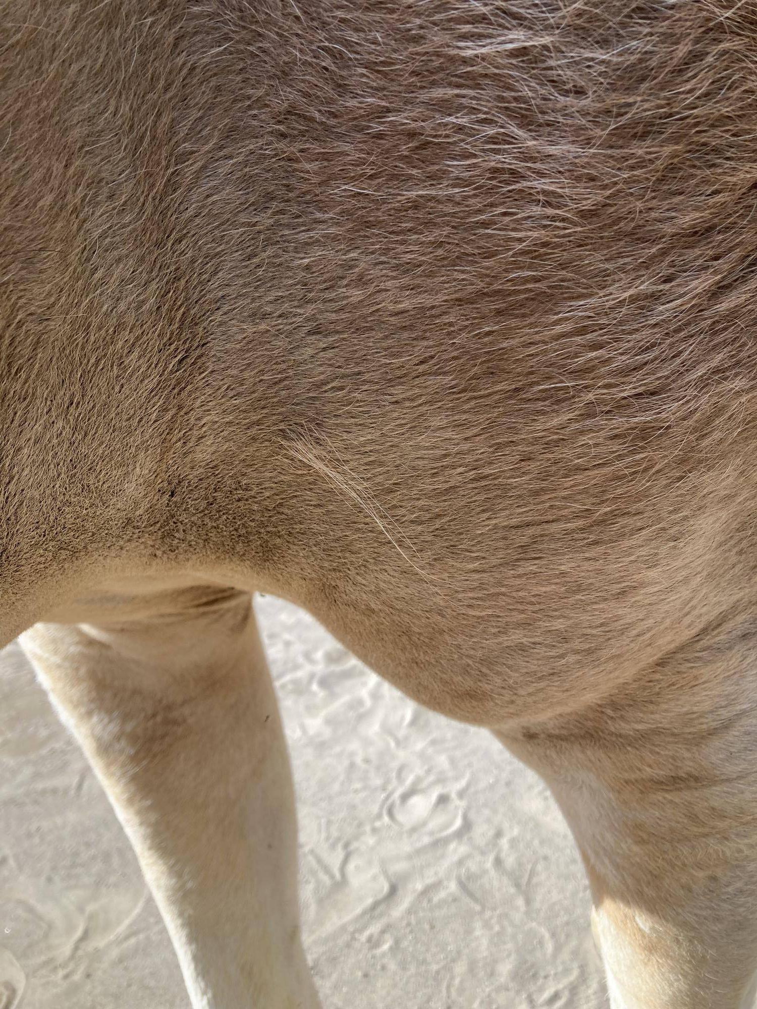 左側の長い毛.jpg