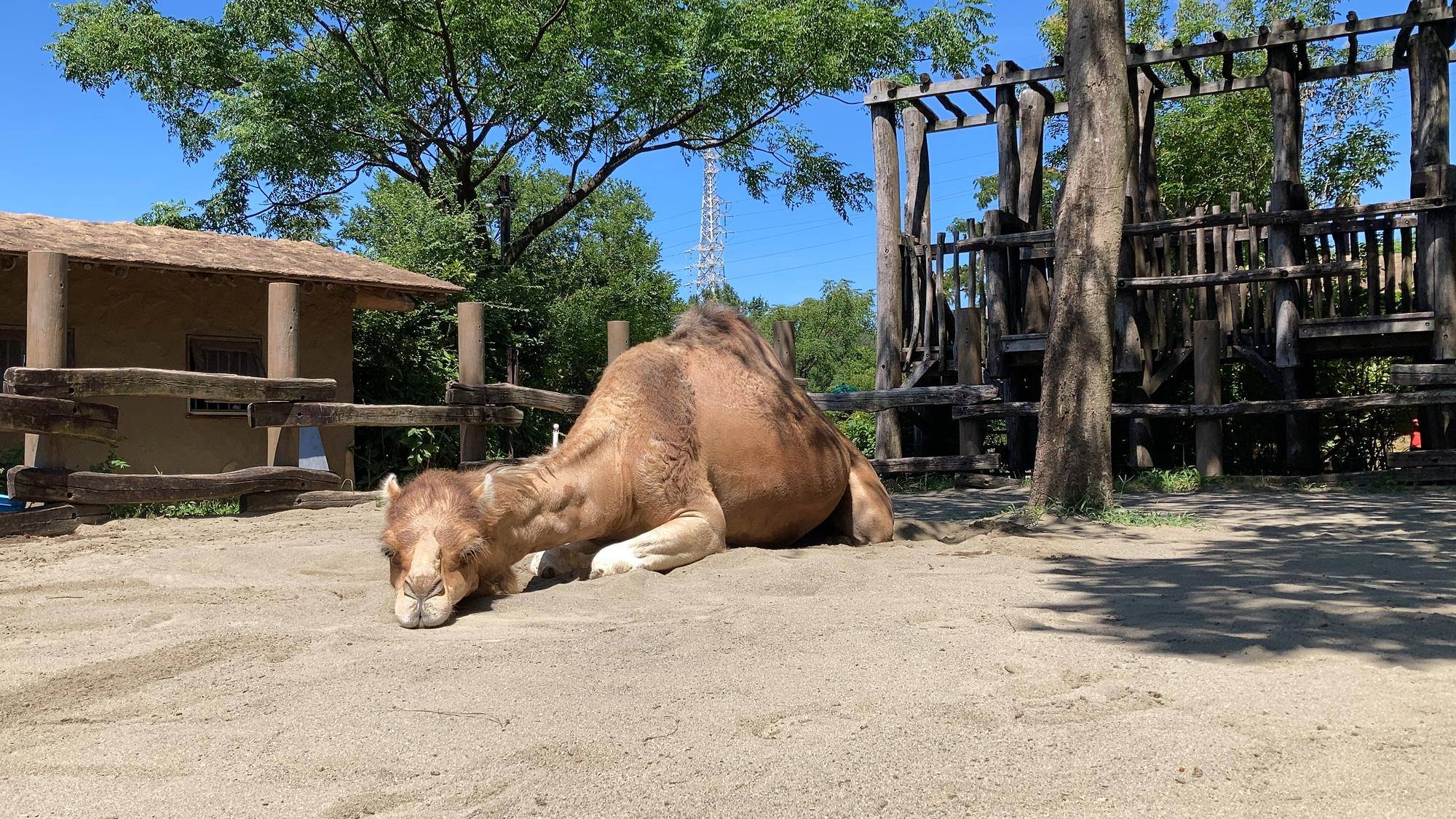 昼寝中のソフィー