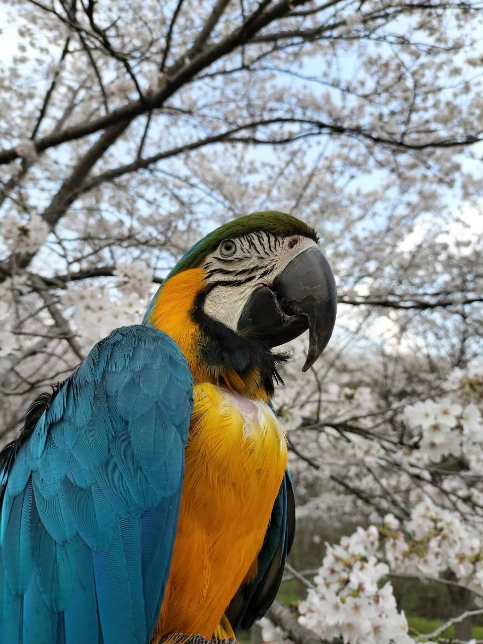 アイ 桜.jpg