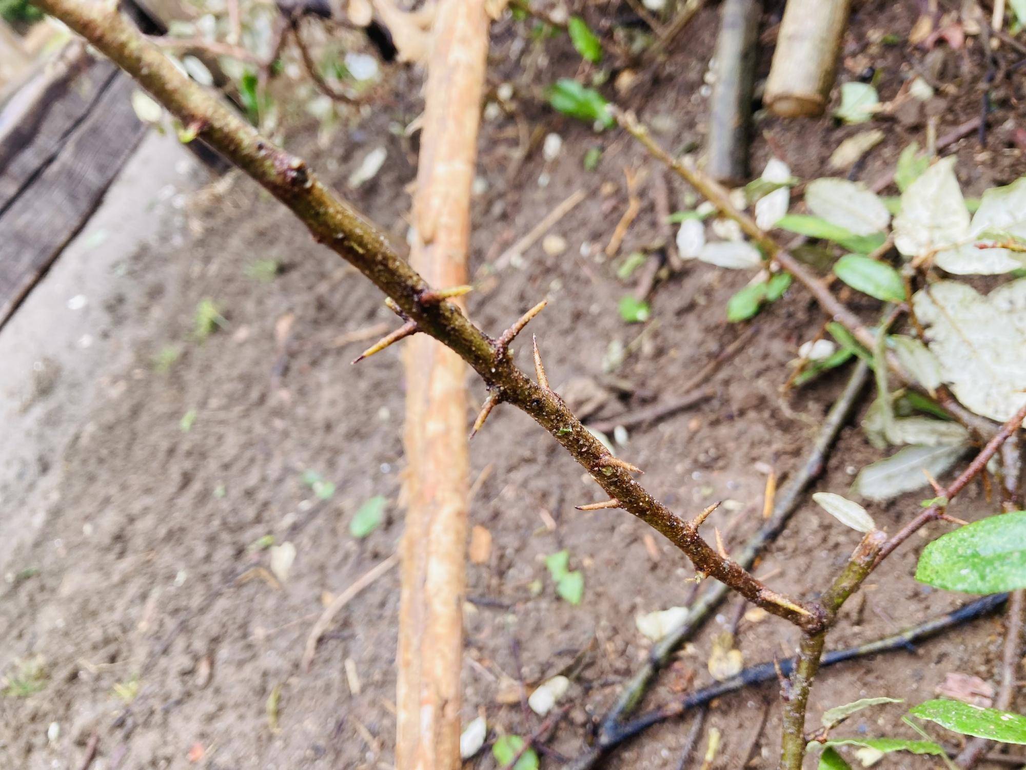 グミの枝のアップ.jpg