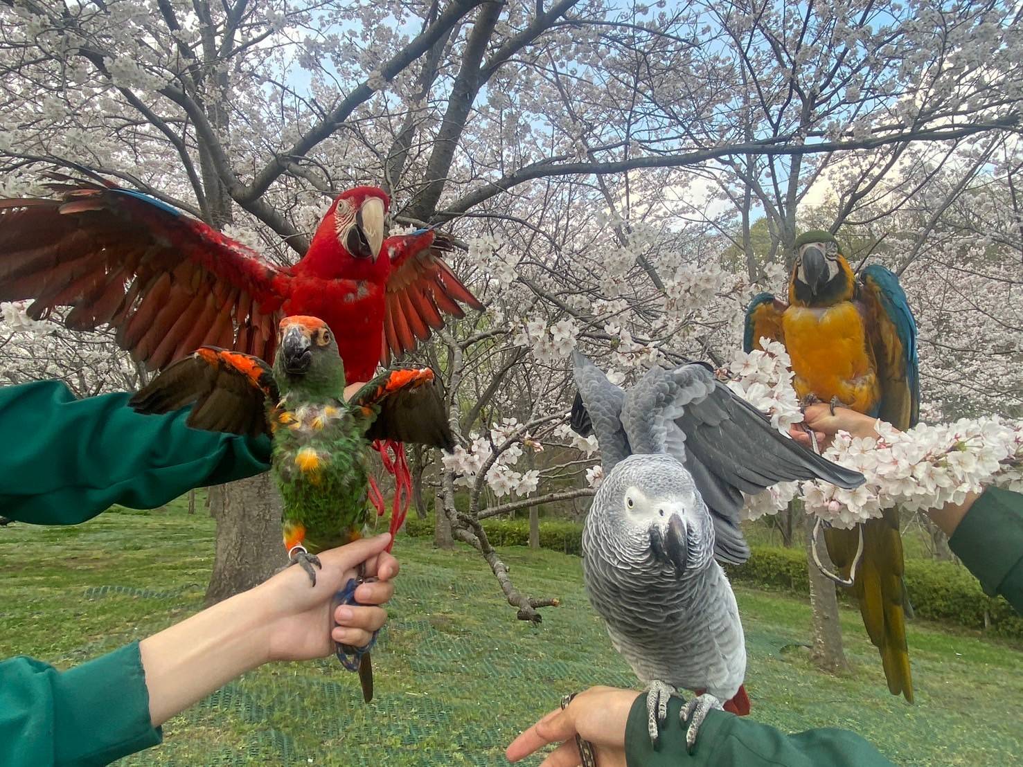 万歳インコたち 桜.jpg