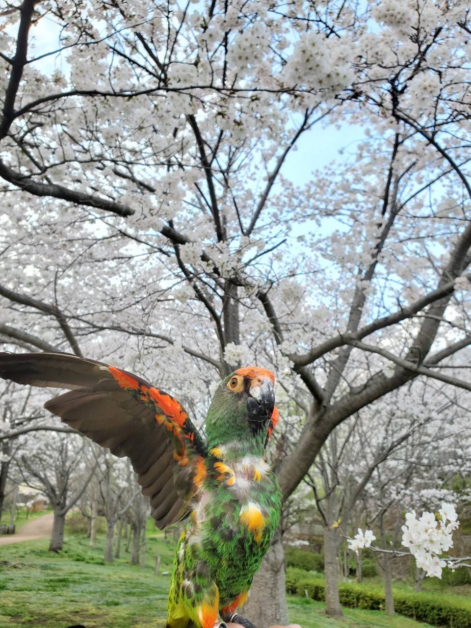 万歳するエール 桜.jpg
